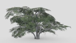 Acacia Tree- S24 tree, acacia, 3d-acacia, lowpoly-acacia