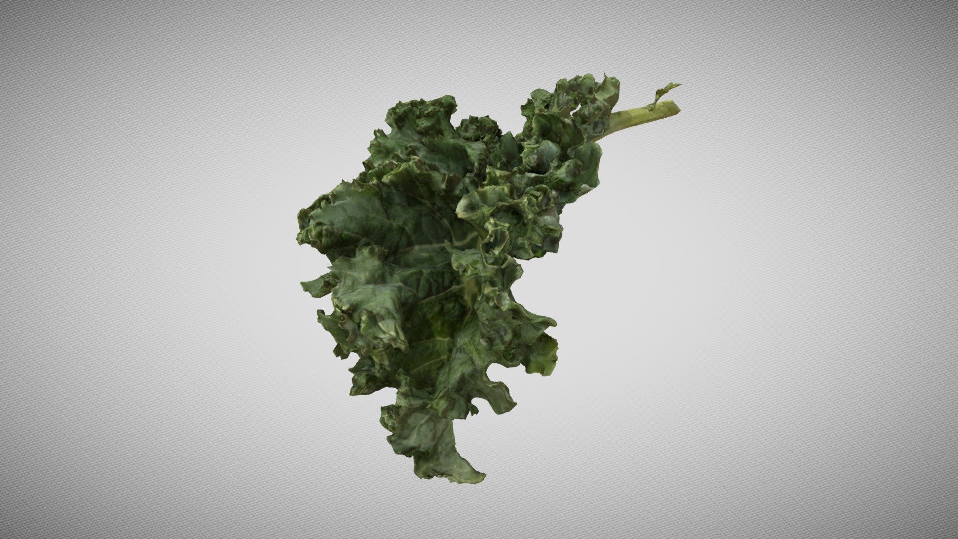 Kale 3D Scan captured with Canon 5DSR with Macro Lens, using cross-polarization lighting for flat light and elimination of highlights, which captures a more true color and more points for the point cloud, which is then surfaced to a mesh. Package includes low and high poly OBJs (5,519 polys and 88,256 polys), diffuse map (4k), normal map (4k), glossy map (2k), specular map (2k), and mtl files (so you can drag-and-drop to view obj with texture). The models have quad meshes with UVs 3d model