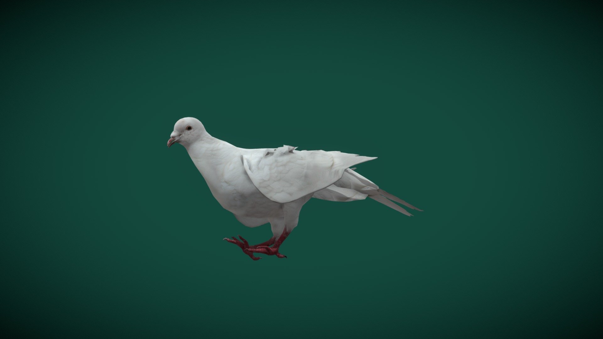 Better with smooth corrective Turn on




White Dove ( Columbidae Birds )Dove And Pigeon

Stout-Bodied Birds  Animal   (Squab,Squeaker) animalia

1 Draw Calls

Lowpoly

GameReady

9 Animations 4K PBR Textures Material

Unreal FBX (Unreal 4,5 Plus)

Unity FBX  

Blend File 

USDZ File (AR Ready). Real Scale Dimension

Textures Files

GLB File (Unreal 5.1  Plus Native Support)

Gltf File ( Spark AR, Lens Studio(SnapChat) , Effector(Tiktok) , Spline, Play Canvas ) Compatible

Triangles : 10306

Vertices  : 5261

Faces     : 5314

Edges     : 10578
 Diffuse, Metallic, Roughness , Normal Map ,Specular Map,AO

Columbidae is a bird family consisting of doves and pigeons. It is the only family in the order Columbiformes. These are stout-bodied birds with short necks and short slender bills that in some species feature fleshy ceres. They primarily feed on seeds, fruits, and plants.
 Columbidae
 - Columbidae Dove (Lowpoly) - Buy Royalty Free 3D model by Nyilonelycompany 3d model