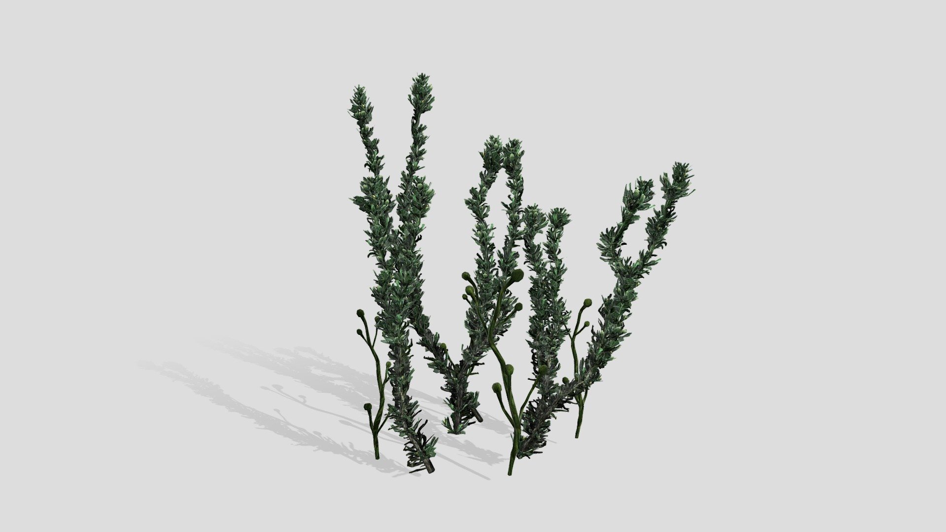 Pond Weed (Elodea). Pond Weed (also known as Waterweed and Anacharis) is a fully underwater, oxygenating aquatic plant common to ponds. Pond Weed is a popular aquarium vegetation 3d model
