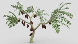 Cacao Tree( Brown Fruit)- 07 cacao-tree, 3d-cacaotree, lowpoly-cacao, 3d-lowpoly-cacao, cocoatree