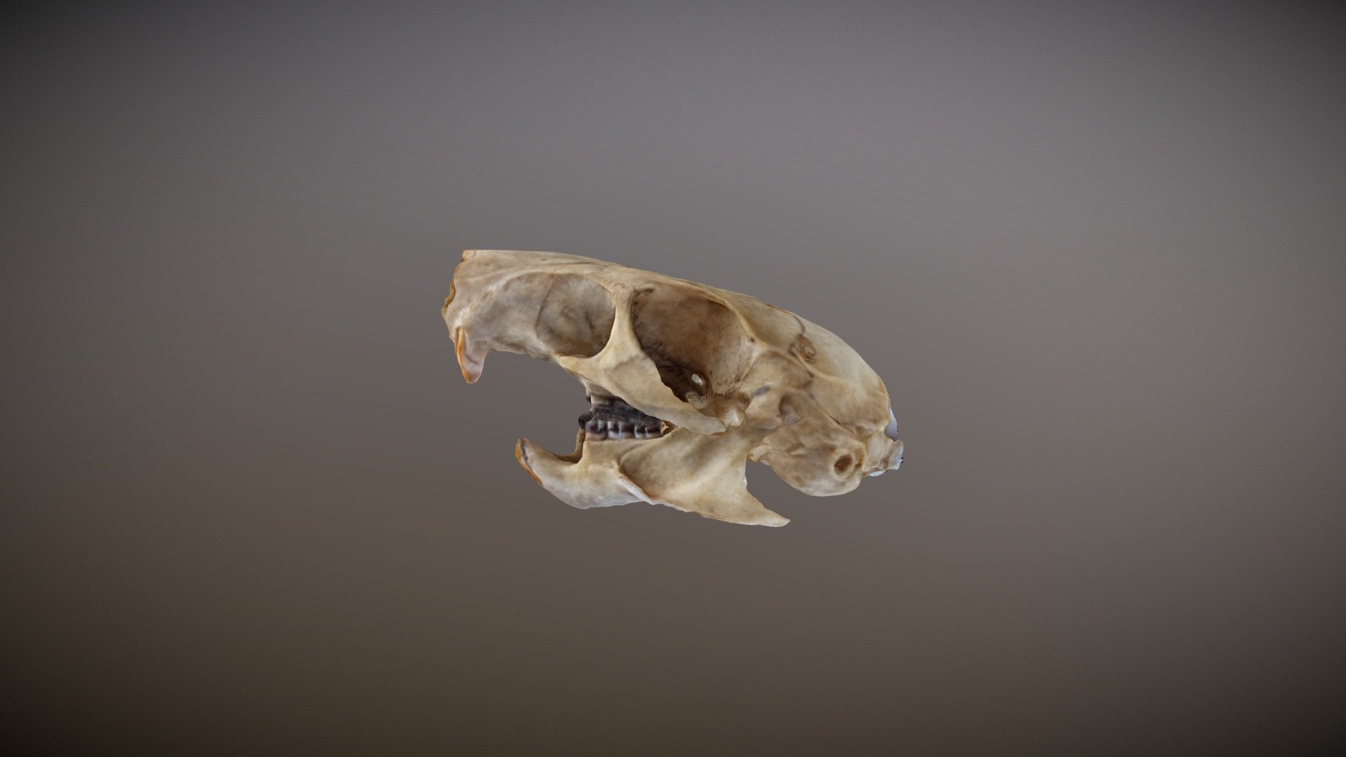 Brown rat skull found outside.
scanned using photogrammetry technique - Rat Skull - 3D model by SJ 3Designs (@jumuno03) 3d model