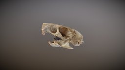 Rat Skull rat, nature, calavera, 3dskull, rata, photogrammetry-3d, photogrammetry, skull, ratskull