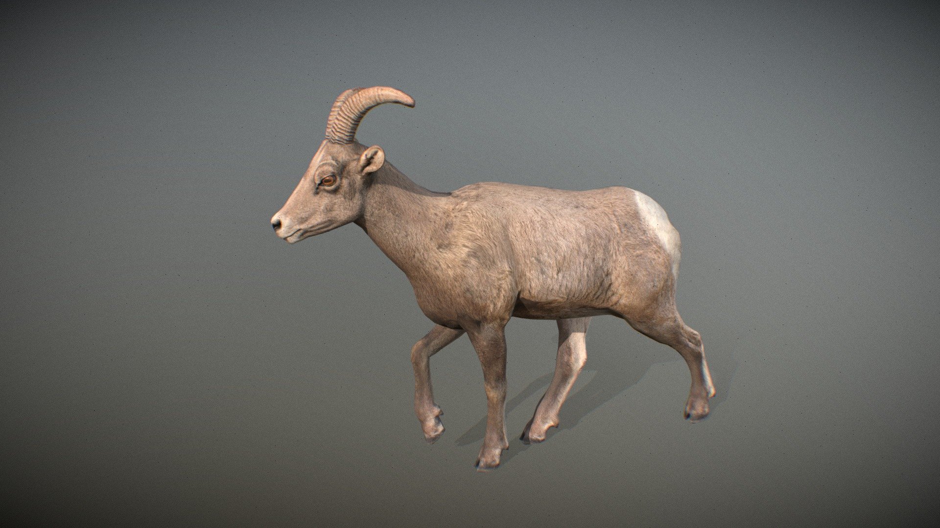 Animated realistic female Bighorn Sheep with bone mesh, 72 animations authored at 60fps and 4k textures (8K PRO version).

Note: Preview uses lower-res mesh (LOD1), 1K textures and only a few of the full set animations.

 PRO version available (UE + Unity + 3dsmax animation files + 8K textures)

Get our animal in full detail, 4K textures and check the full list of animations.

Features:


female Bighorn Sheep model
bone mesh
Animations authored at 60 fps
All animations available with and without the root motion
uncompressed 4K Textures
3ds Max and Maya animation rig
LODs
 - Animalia - Bighorn Sheep (female) - 3D model by GiM (@GamesInMotion) 3d model