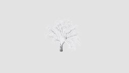 plant tree, plant, winter, key, snow, am100, 048
