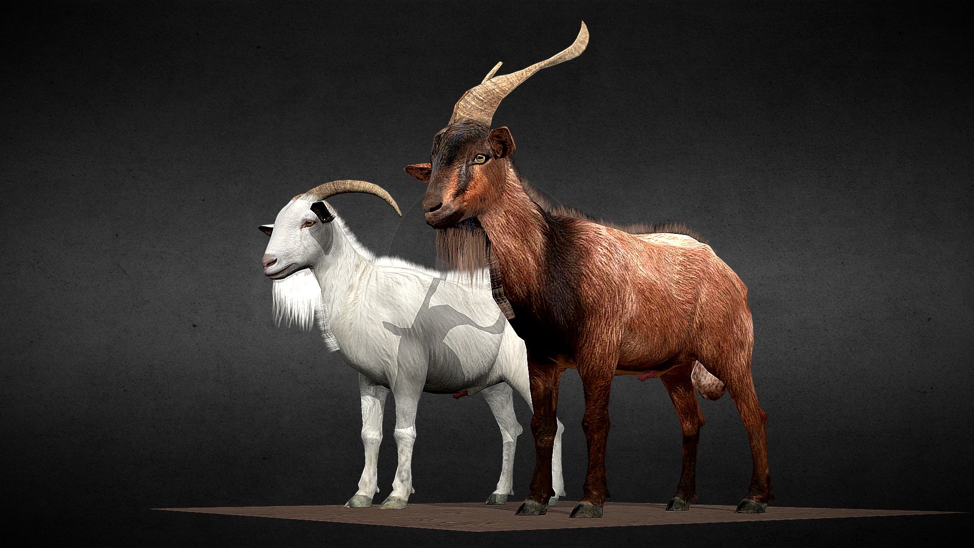 Anyone needs it or more than it, do not hesitate to contact me at ducdm69@gmail.com or ducdm69@hotmail.com - Male Goats - 3D model by Đức Đào Minh (@dmd_hn) 3d model