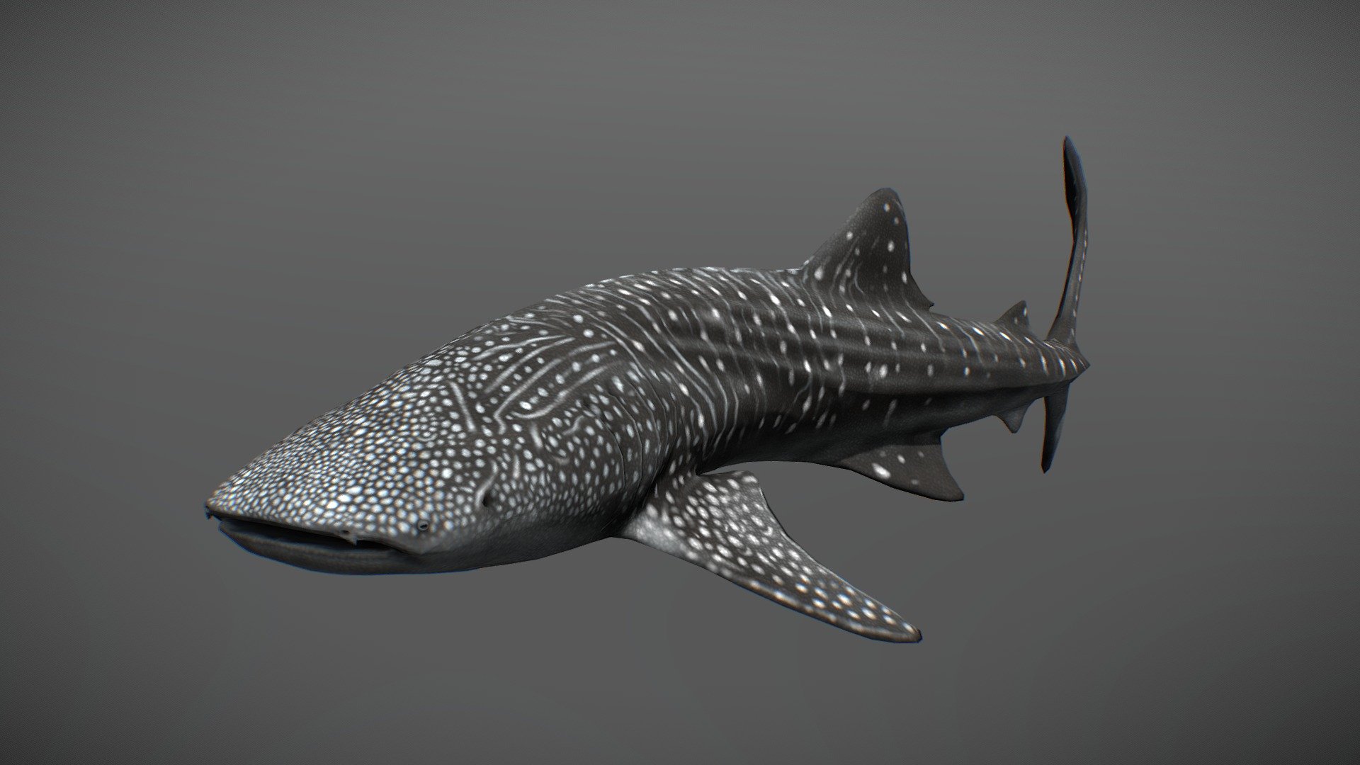 Low poly semi-realistic Whale shark - Whale Shark - 3D model by Oakyere 3d model