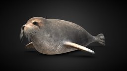 Blåsel (storkobbe) (Erignathus barbatus) mammal, ocean, seal, bearded, 3d, model, creature