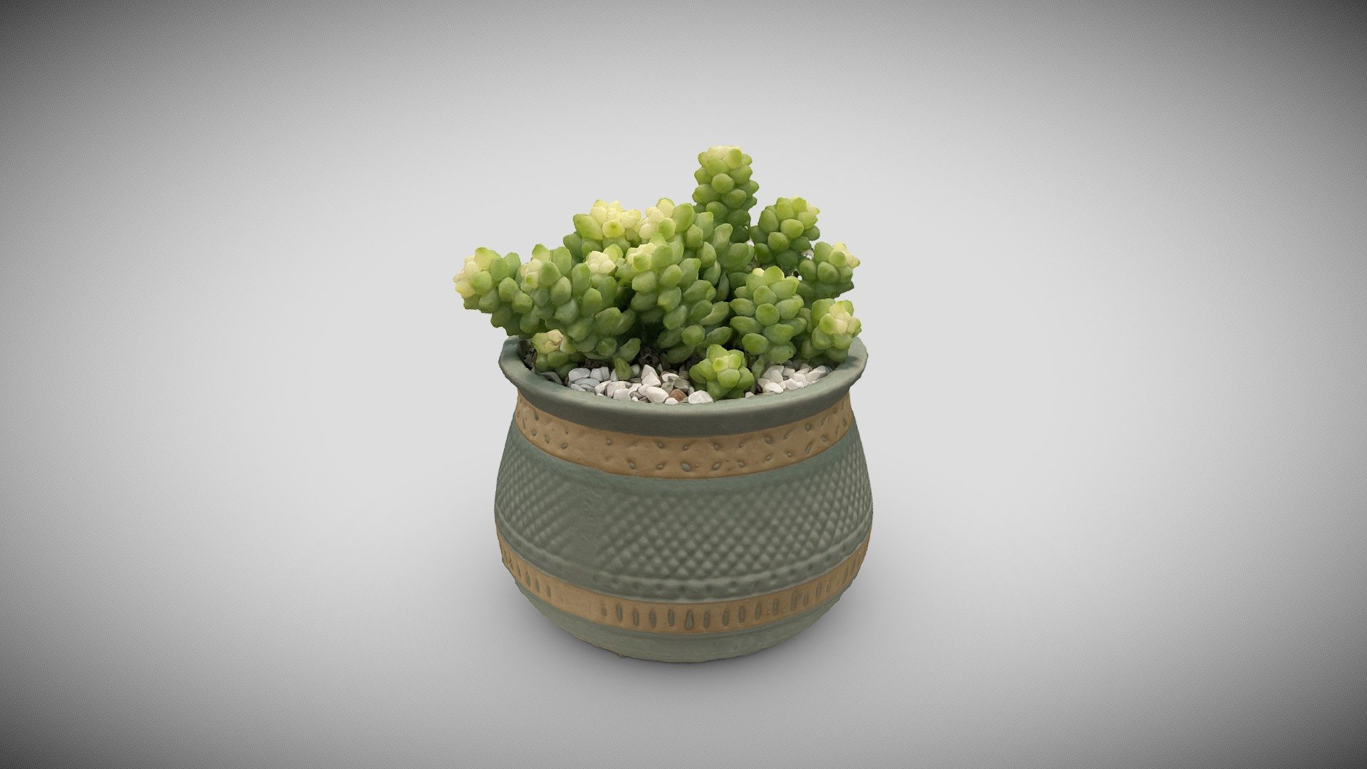 succulent plants2 - 3D model by Wiga 3d model