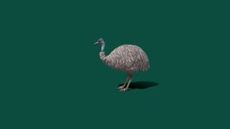 Emu_Passed animals, australia, emu, gameready, nyilonelycompany
