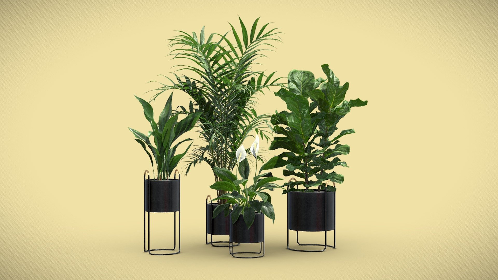 Indoor Plants Pack 69
This selection of indoor exotic plants will provide a level of detail that will take your visualizations to the next level.
Models can be subdivided for more definition.




Spathiphyllum (Peace Lily)

Howea Forsteriana

Ficus Lyrata (Fiddle Leaf)

Aspidistra

4k Textures




Vertices  106 689

Polygons  92 239

Triangles 183 964
 - Indoor Plants Pack 69 - Buy Royalty Free 3D model by AllQuad 3d model