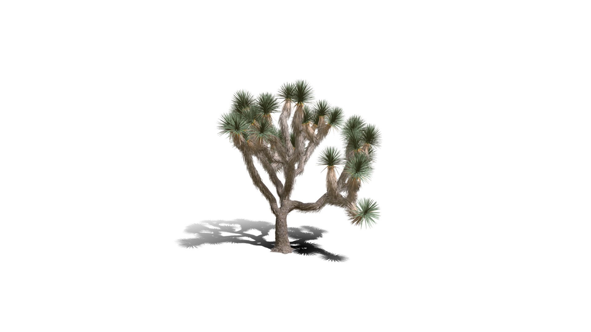 Model specs:





Species Latin name: Yucca brevifolia




Species Common name: Joshua tree




Preset name: Short no flower mat 100




Maturity stage: Old




Health stage: Thriving




Season stage: Spring




Leaves count: 27047




Height: 4.5 meters




LODs included: Yes




Mesh type: static




Vertex colors: (R) Material blending, (A) Ambient occlusion



Better used for Hi Poly workflows!

Species description:





Region: North America




Biomes: Desert,Scrubland




Climatic Zones: Mediterranean,Subtropical,Tropical




Plant type: Succulent



This PlantCatalog mesh was exported at 40% of its maximum mesh resolution. With the full PlantCatalog, customize hundreds of procedural models + apply wind animations + convert to native shaders and a lot more: https://info.e-onsoftware.com/plantcatalog/ - Realistic HD Joshua tree (30/30) - Buy Royalty Free 3D model by PlantCatalog 3d model