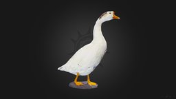 Гусь холмогорский |  Kholmogorsky goose bird, birds, museum, goose, animal