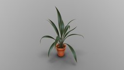 Tropical plant in terracotta pot
