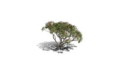Realistic HD Frangipani tree (15/50) trees, tree, plant, plants, vegetation, outdoor, foliage, nature, north-america, savana, vegetations, scrubland, broadleaf-tree