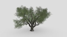 Live oak-SK-01 tree, plants, oak, live, unreal, leaf, bark, unrealengine, cheap, leave, unity, liveoak