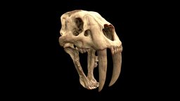Smilodon Fatalis Skull anatomy, paleontology, zoology, skull-3d