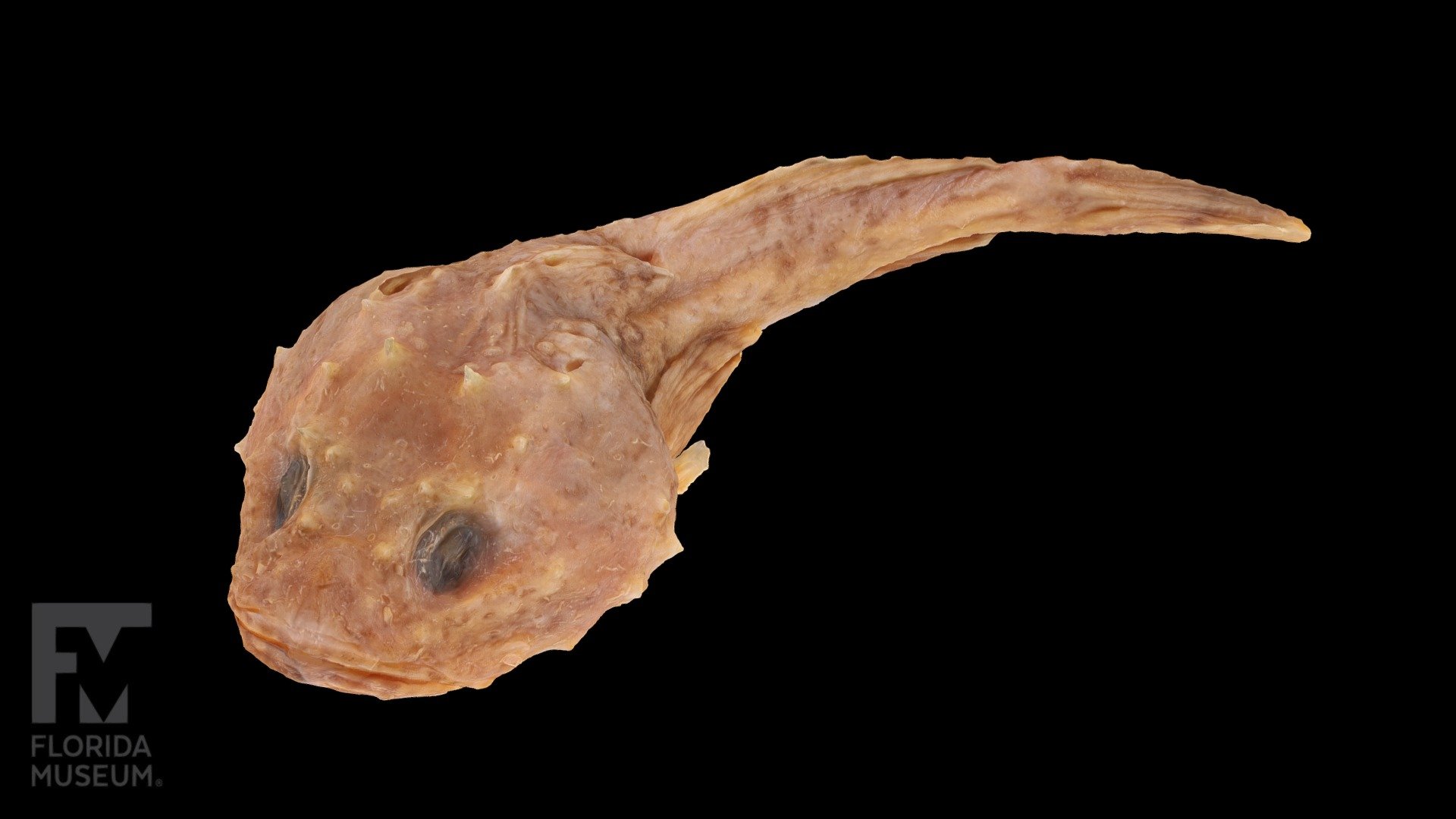 A fluid preserved Spinyhead Sculpin,Dasycottus setiger, from the Florida Museum of Natural History Ichthyology Collection (UF Fish 166797). Collected from the Bering Sea, north of Akuten Island in Alaska, USA.

Collection info for this specimen can be found here: (http://specifyportal.flmnh.ufl.edu/fishes/). Search “166797” for catalog number.

Ichthyology Collection: https://www.floridamuseum.ufl.edu/fish/

Funded by the National Science Foundation, Moving and Improving the Florida Museum of Natural History Fish Collection (NSF DBI 2210415) 3d model