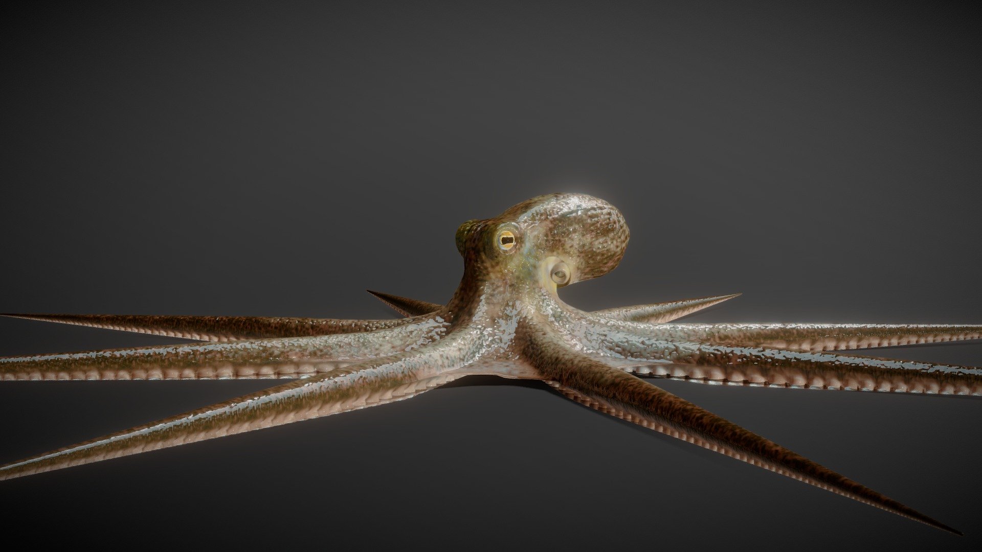 Octopus vulgaris
It is rigged and animated.

Textures are in up to 8K and include the following:
Albedo, Ambient Occlusion, Normal, Specular, Subsurface Scattering and Displacement for extra detail

Made with Blender and ZBrush - Octopus - Buy Royalty Free 3D model by cyberhirsch 3d model