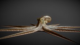 Octopus octopus, blender, creature, animated, rigged, sea