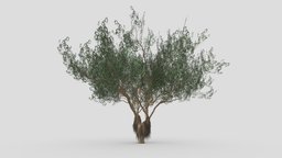 Ficus Benjamina Tree-S12