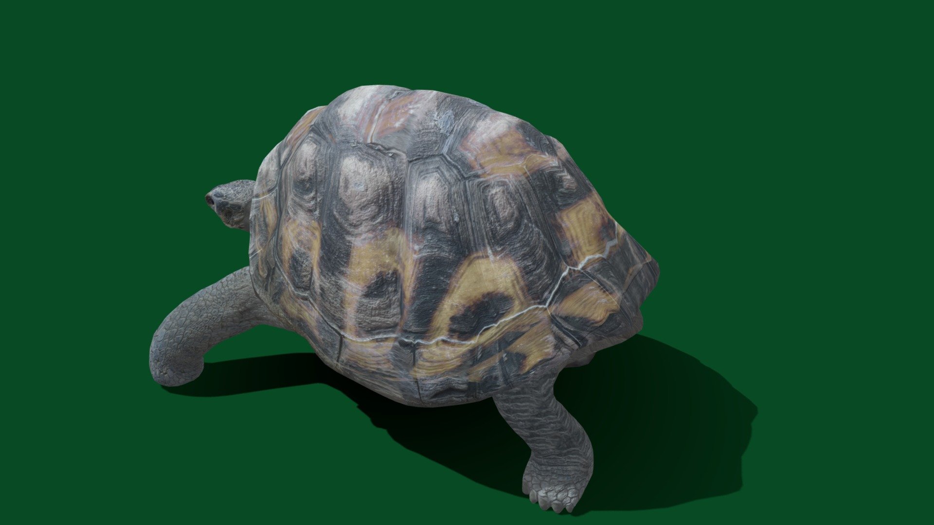 12K AI pixel render Testsketchfab max 8K renderable so if you want &ndash;let  me know guys 
Tortoises are reptiles of the family Testudinidae of the order Testudines. Like other turtles, tortoises have a shell to protect from predation and other threats - Tortoise (Non-commercial) 4K - Download Free 3D model by Nyilonelycompany 3d model