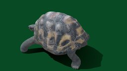Tortoise (Non-commercial) 4K turtle, marine, tortoise, life, reptile, creature, animal, sea, nyilonelycompany