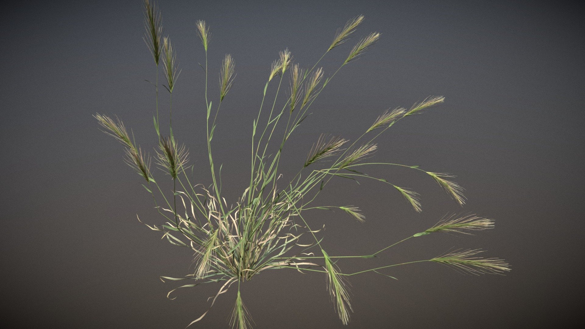 Hordeum Murinum 
Hordeum murinum, commonly known as wall barley or false barley, is a species of grass 3d model