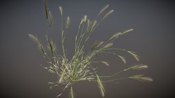 Hordeum Murinum grass, fbx, downloadable, freemodel