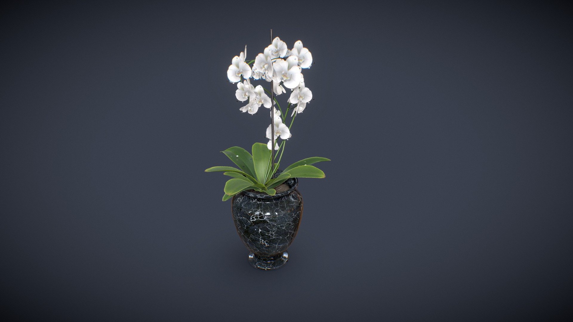 Hi everyone ! This is a small vase props made for a personal 3D project of a victorian scenary. The potted orchid plant will go over a large desk.

Made with Maya, PS and Substance.

You will find in the package Scene file, FBX and 2k Textures. 
If you have any customs need, please feel free to contact me 3d model