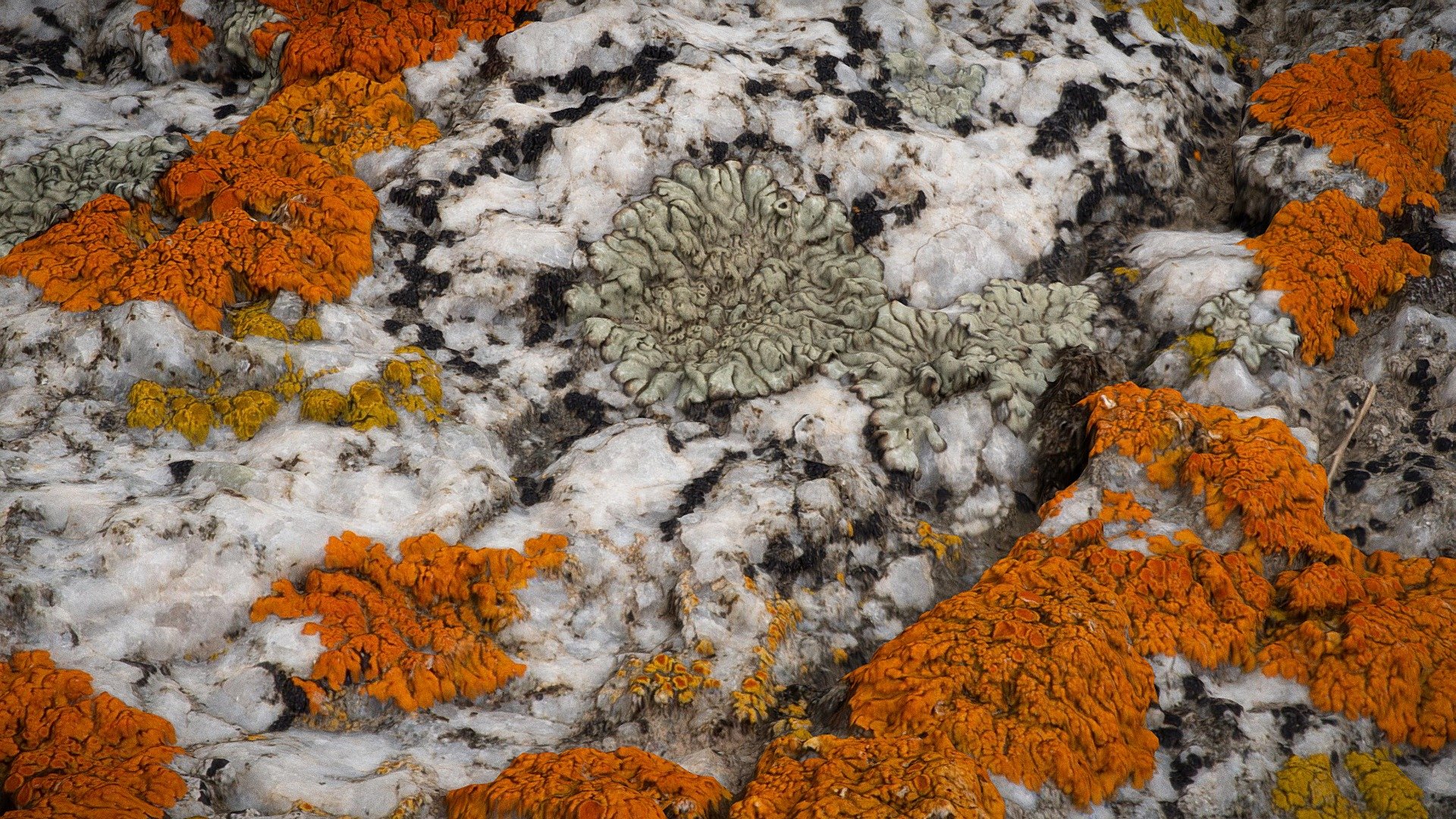 photogrammetry scans of lichens on granite - Montana

download includes model as an OBJ and two texture files - Lichens on Granite - Montana - Buy Royalty Free 3D model by TShahan 3d model