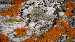 Lichens on Granite