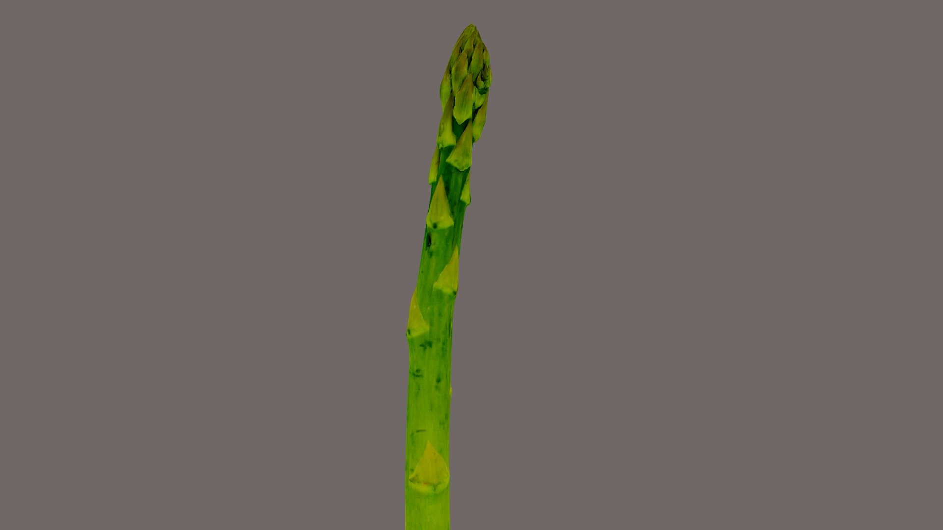 Photogrammetry of asparagus 3d model