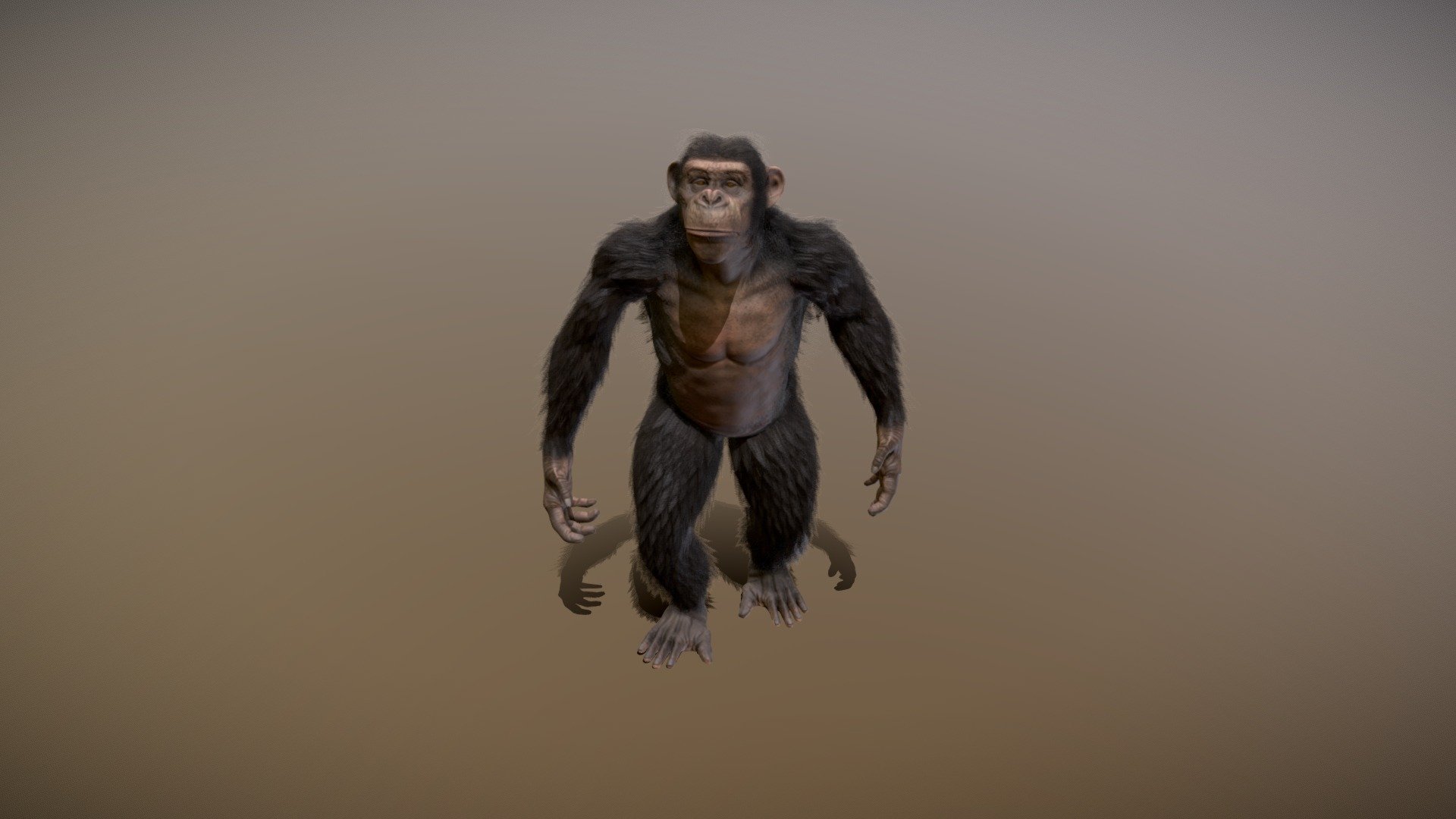 A chimpanzee study and real time hair study 3d model