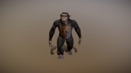 Chimpanzee study monkey, anatomy, chimpanzee, wildlife, conceptart