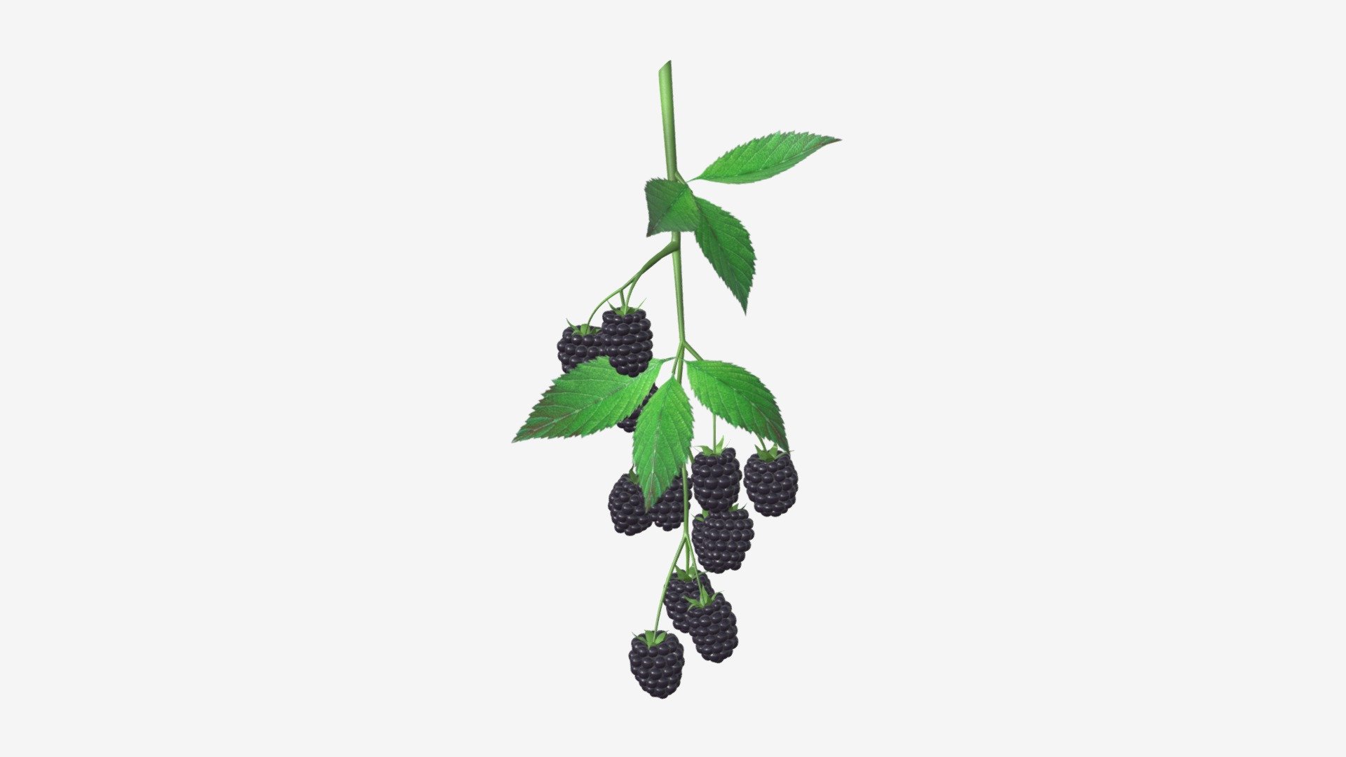 Blackberries on branch with leaves - Buy Royalty Free 3D model by HQ3DMOD (@AivisAstics) 3d model