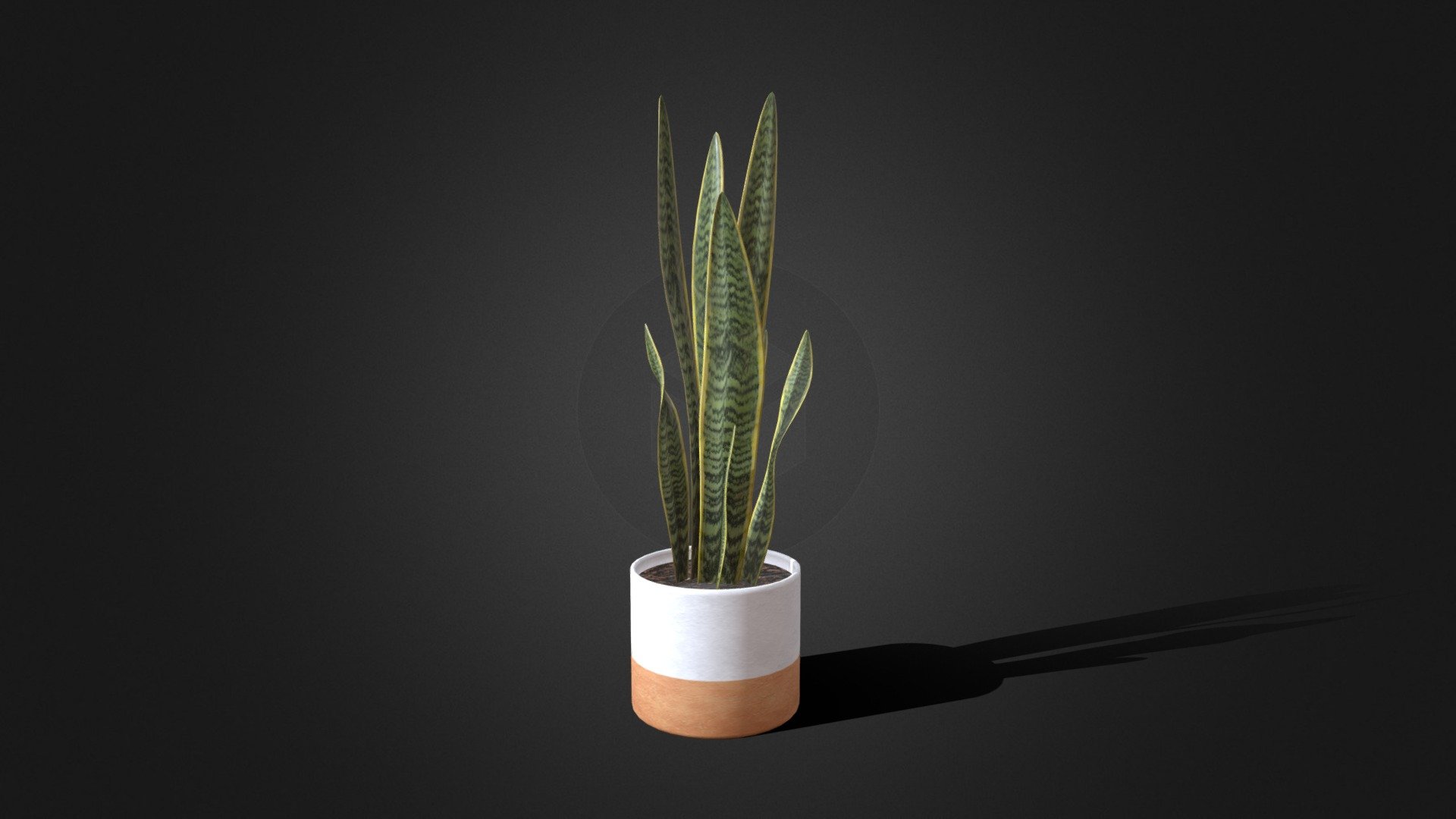 Sansevieria Snake Plant - Sansevieria Snake Plant - Buy Royalty Free 3D model by Massimiliano Castiglione (@Maxider) 3d model