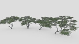 Acacia Tree- Pack- 5 acacia, 3d-acacia, lowpoly-acacia, acacia-pack, acacia-collection, acacia-3dcollection