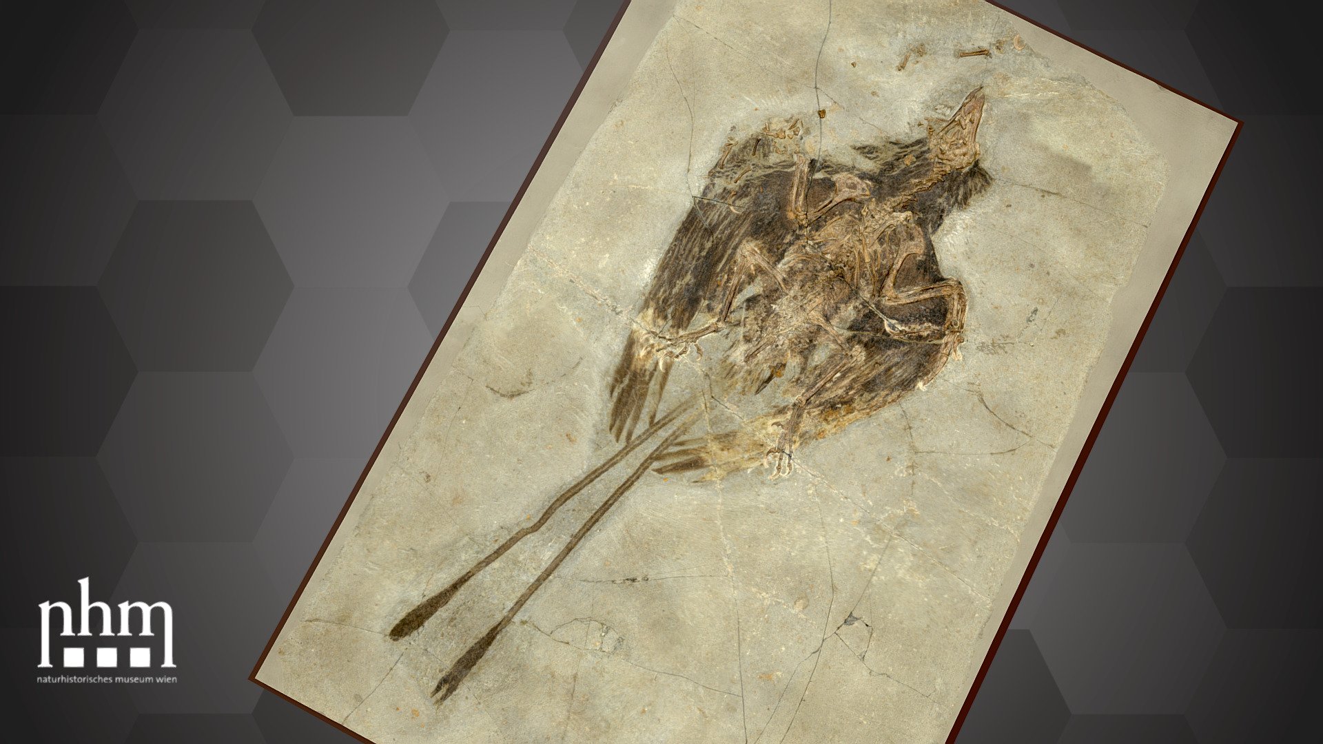 3D scan of a fossilized primitive bird, the extinct Confuciusornis sanctus dated 125 million years ago and found in the Liaoning province, China. The lagerstätte in China is an El Dorado for paleontologists and evolutionary biologists: more than 1000 specimens of Confuciusornis were found there. These findings provide valuable information on the evolution of birds.

Confuciusornis sanctus is Number 21 of the NHM Top 100 and can be found in Hall 8 of the NHM Vienna. 

Specimen: Confuciusornis sanctus (Hou et al. 1995) 

Inventory number: NHMW-Geo 1997z0112/0001

Collection: NHM Vienna, Geology &amp; Paleontology Dept., Vertebrate Coll. (curator: Ursula Göhlich)

Find out more about the NHMW here.

Scanned and edited by Nikola Brodtmann, Anna Haider &amp; Viola Winkler (NHMW)

The frame around the fossil was added digitally.

Scanner: Artec Space Spider. Infrastructure funded by the FFG.

3D printable model available via download of  &ldquo;Additional File