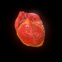 Closed Animated Heart V2 heart, atria, ventricles, cinema4d, animated