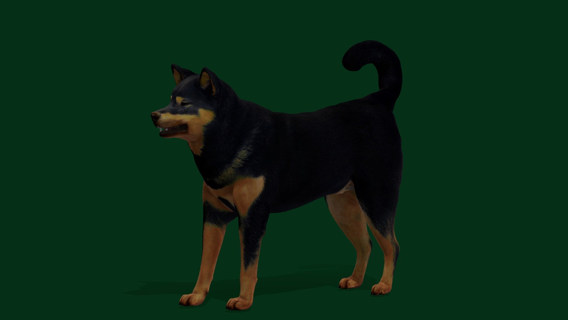 Shikoku Inu Dog Breed(Japan_Inu Breed)  Kōchi-ken ,national-treasure Dog ,medium-sized, rare dog breed

Canis lupus familiaris Animal Mammal(guarding Dog)Pet,Shikoku island Japan

1 Draw Calls

MidPoly

Game Ready Asset

Subdivision Surface Ready

9- Animations

4K PBR Textures Material

Unreal FBX (Unreal 4,5 Plus)

Unity FBX

Blend File 3.6.5 LTS

USDZ File (AR Ready). Real Scale Dimension (Xcode ,Reality Composer, Keynote Ready)

Textures Files

GLB File (Unreal 5.1 Plus Native Support)


Gltf File ( Spark AR, Lens Studio(SnapChat) , Effector(Tiktok) , Spline, Play Canvas,Omiverse ) Compatible




Triangles -54574



Faces -31508

Edges -58866

Vertices -27363

Diffuse, Metallic, Roughness , Normal Map ,Specular Map,AO

The Shikoku Inu or Kōchi-ken is a Japanese breed of dog from Shikoku island. It was designated by Japan as a culturally important national treasure in 1937.
 - Kōchi-Ken Inu Dog Breed (Game Ready) - Buy Royalty Free 3D model by Nyilonelycompany 3d model