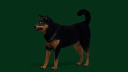 Kōchi-Ken Inu Dog Breed (Game Ready)