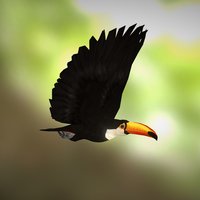 Toucan bird, birds, toucan, tocan