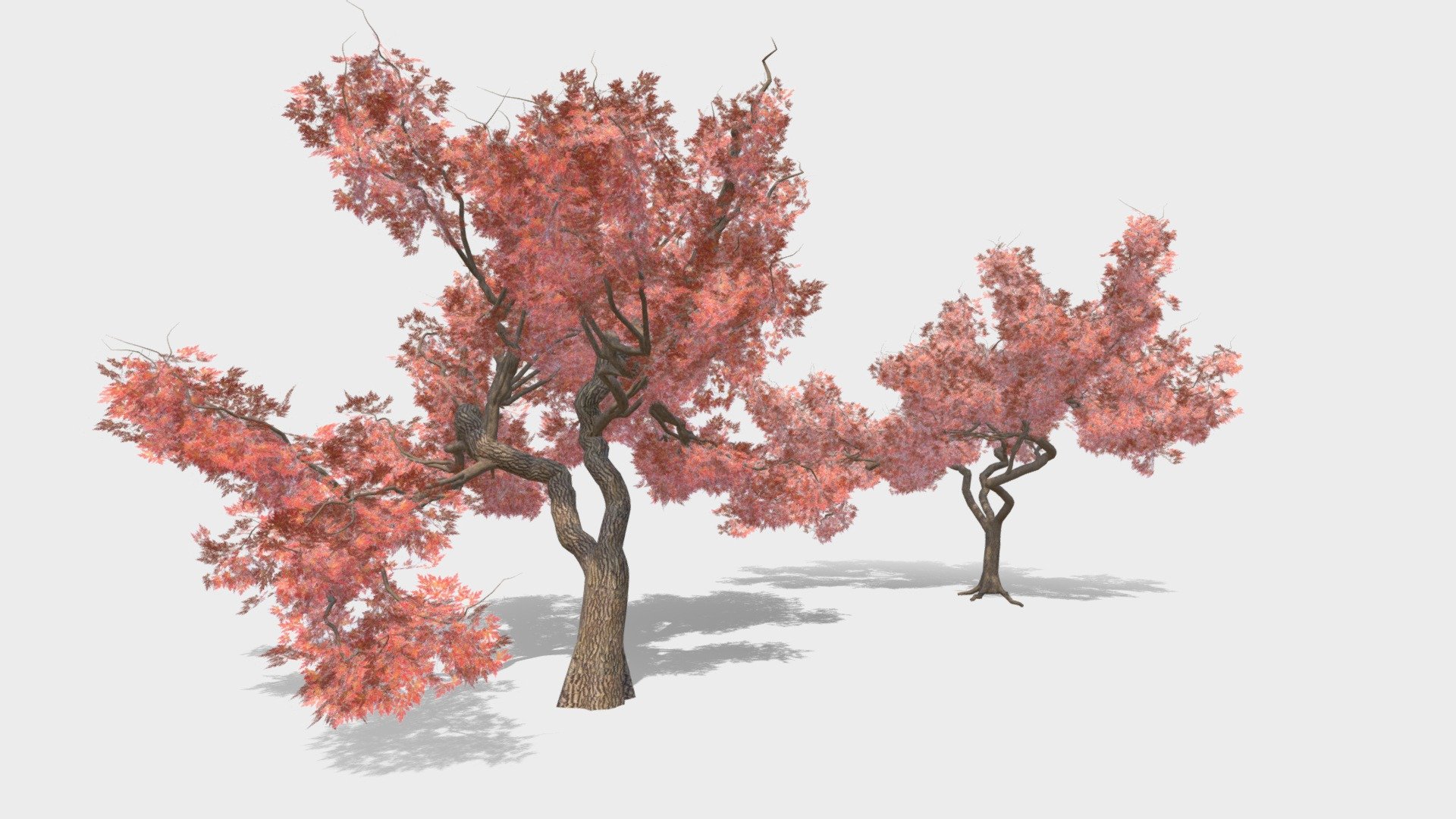 Japanese Maple tree 2 versions
About 2mb each tree

!!! Restricted by license to resell or reshare my models after purchasing !!! - Japanese Maple tree 2 versions - Buy Royalty Free 3D model by VRA (@architect47) 3d model