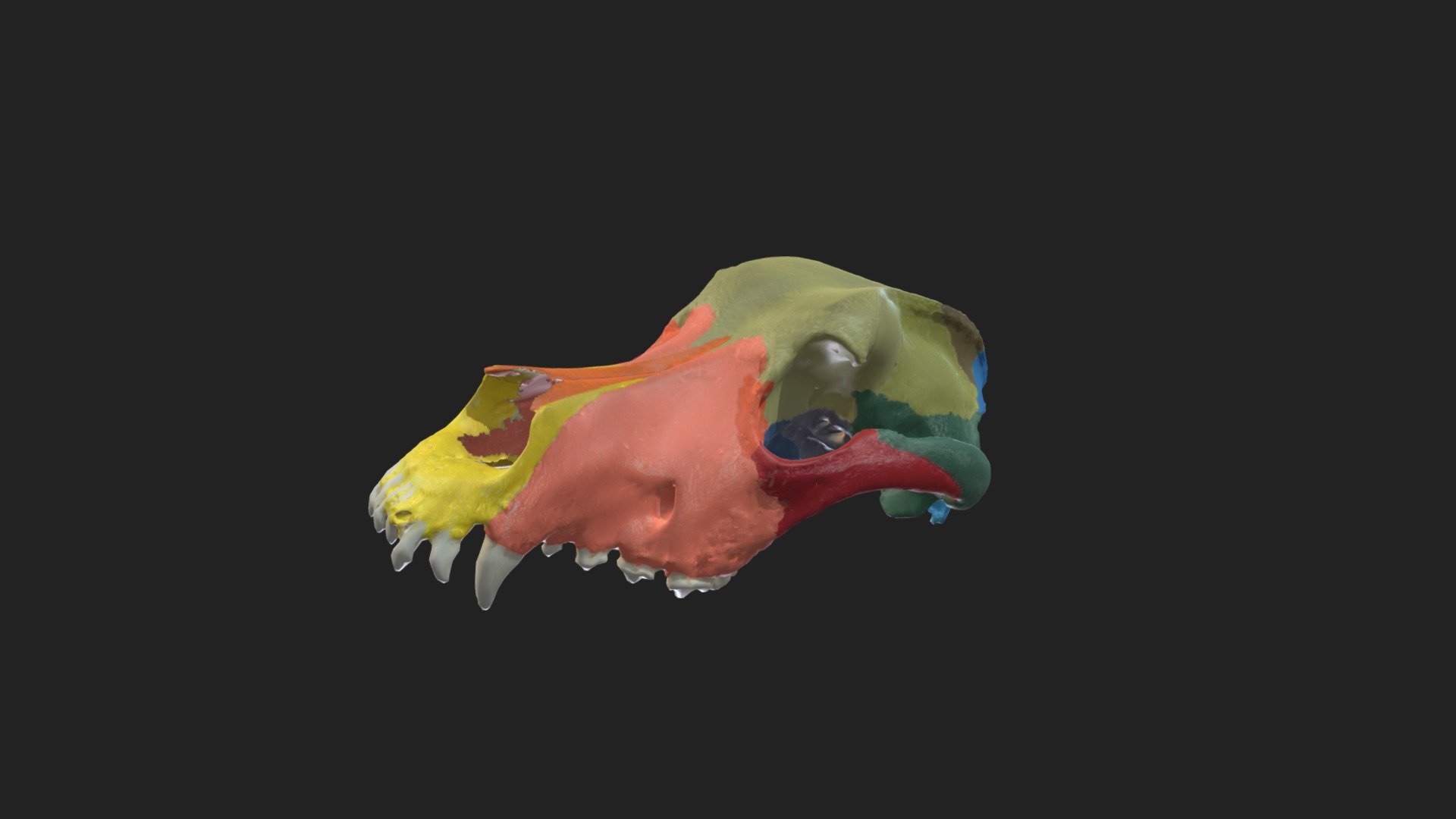 painted upper skull of a dog 

size of the specimen: 254.7 x 136 x 107 mm

3D scanning performed with the structured light scanner “Artec Spider”

caption:
yellow: incisive bone (Os incisivum) 
orange: nasale bone (Os nasale)
pink: maxilla (Maxilla) 
dark orange: lacrimal bone (Os lacrimale) 
red: zygomatic bone (Os zygomaticum) 
pale green: frontal bone (Os frontale) 
maygreen: parietal bone (Os parietale) 
olive green: interparietal bone (Os interparietale) 
dark green: temporal bone (Os temporale) 
dark blue: palatine bone (Os palatinum) 
black: pterygoid bone (Os pterygoideum)
white: vomer (Vomer)
purple: presphenoid (Os praesphenoidale)
dark purple: basisphenoid (Os basisphenoidale) 
pale blue: occipital bone (Os occipitale) 
royal blue: Squama occipitalis - painted upper skull of dog - 3D model by vetanatMunich 3d model