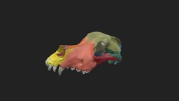 painted upper skull of dog