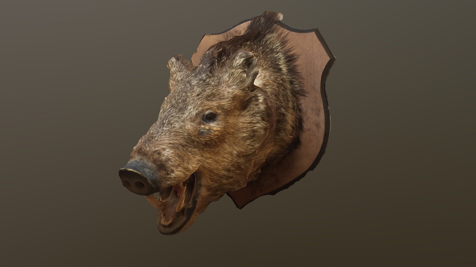 Scan taken at the natural science museum in houston. Taxidermy boar head. 
check out the other scans on my page. thanks!
by austin beaulier - Boar Head photogrammetry - Download Free 3D model by Austin Beaulier (@Austin.Beaulier) 3d model