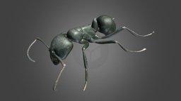 Streblognathus peetersi insect, ant, disc3d