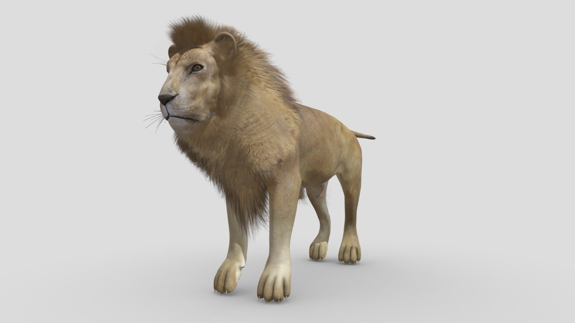 This Old Lion model has Diffuse and Bump maps (3000x3000). 
For use in anything that you would need a bigcat base mesh. Fine fiber effect and Realistic diffuse material. 
Very fast rendering – Ready for sculpting.Accurate quad-poly mesh is good for turbosmoothing. Ready for 3d pose rig and animation. Thank you!
 - Old Lion - 3D model by 1225659838@qq.com (@Novaky) 3d model