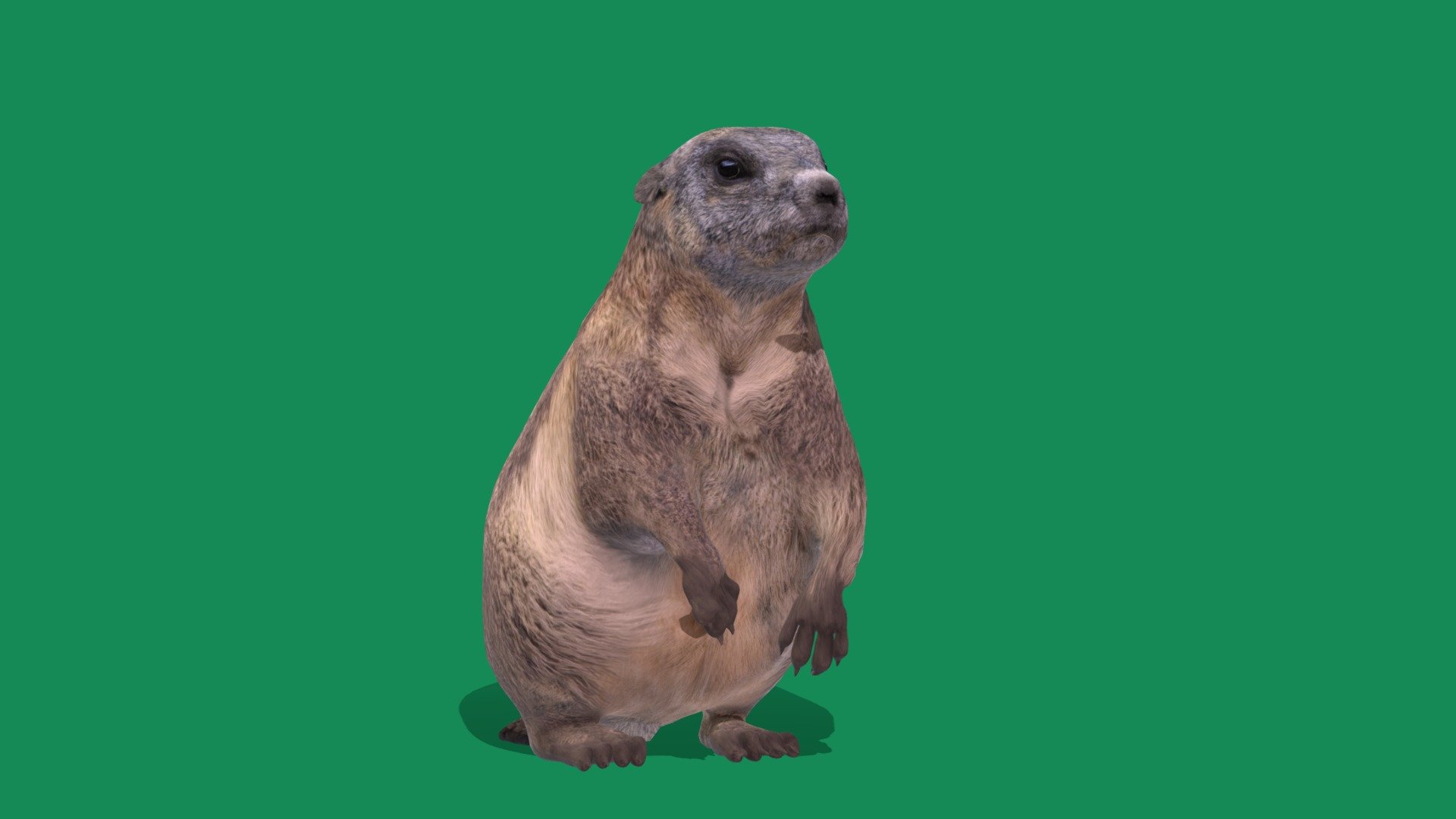 Groundhog(Woodchuck) North America,Sciuridae

Marmota monax Animal Rodent(Lowland Creature)Cute,Pet

1 Draw Calls

LowPoly

Game Ready(Asset)

Subdivision Surface Ready

Single-Animations 

4K PBR Textures 1 Material

Unreal/Unity FBX 

Blend File 3.6.5 LTS/4 Plus

USDZ File(AR Ready). Real Scale Dimension (Xcode ,Reality Composer, Keynote Ready)

Textures File


GLB/GlTF  (Unreal 5.1 Plus Native Support,Godot,Spark AR,Lens Studio,Effector,Spline,Play Canvas,Omniverse,GDevelop-5,BuildBox)




Triangles -26728



Faces -13364

Edges -26794

Vertices -13433

Diffuse,Metallic,Roughness,Normal Map,Specular Map,AO

The groundhog, as the woodchuck,is a rodent of the family Sciuridae, to the group of large ground squirrels  as marmots.The groundhog is a lowland creature of North America;found through much of the Eastern United States, across Canada, into Alaska.Groundhogs are known for their hibernation habits, which inspired the American tradition of Groundhog Day 3d model